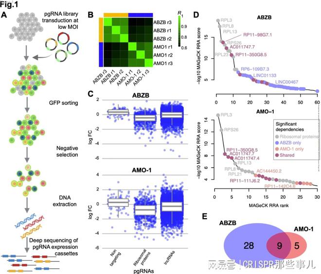 CRISPR篩選技術(shù)在多發(fā)性骨髓瘤治療靶點(diǎn)研究中的作用(圖2)
