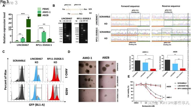 CRISPR篩選技術(shù)在多發(fā)性骨髓瘤治療靶點(diǎn)研究中的作用(圖4)