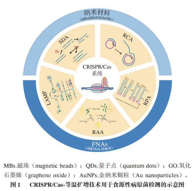 《食品科學(xué)》：東北農(nóng)業(yè)大學(xué)張微副研究員等：CRISPRCas-等溫?cái)U(kuò)增技術(shù)在食源性病原菌檢測中的研究進(jìn)展(圖2)
