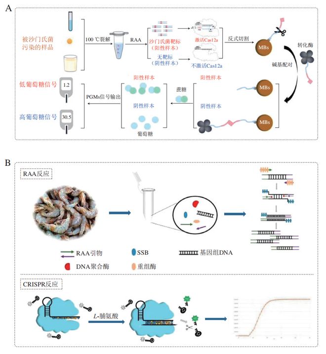 《食品科學(xué)》：東北農(nóng)業(yè)大學(xué)張微副研究員等：CRISPRCas-等溫?cái)U(kuò)增技術(shù)在食源性病原菌檢測中的研究進(jìn)展(圖5)