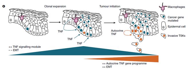 Nature丨體內(nèi)單細(xì)胞CRISPR技術(shù)揭示腫瘤進(jìn)化過程中不同的TNF程序(圖3)