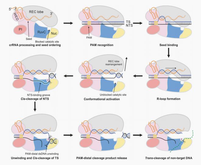 一文讓你輕松讀懂CRISPR檢測技術(shù)原理(圖3)