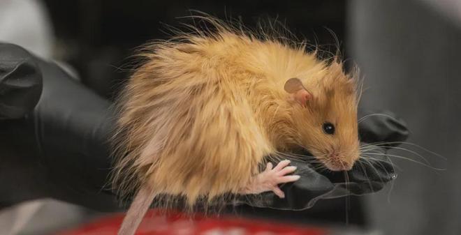 世界首次！喬治·丘奇團(tuán)隊“復(fù)活”已滅絕一萬多年的“冰原狼”計劃2028年復(fù)活猛犸象(圖4)