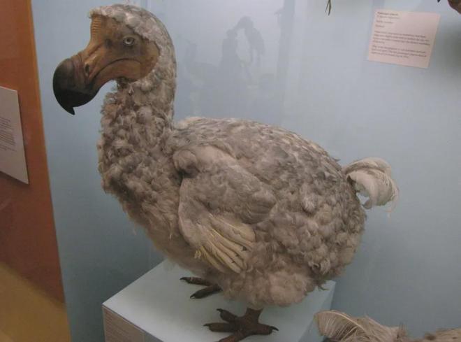 世界首次！喬治·丘奇團(tuán)隊“復(fù)活”已滅絕一萬多年的“冰原狼”計劃2028年復(fù)活猛犸象(圖7)