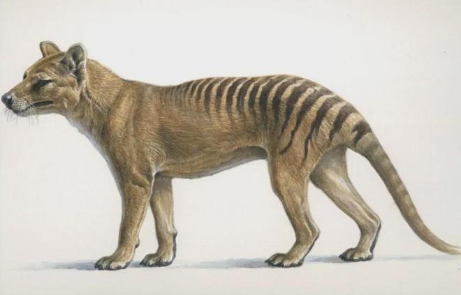 世界首次！喬治·丘奇團(tuán)隊“復(fù)活”已滅絕一萬多年的“冰原狼”計劃2028年復(fù)活猛犸象(圖8)