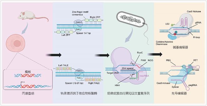 科學(xué)通報豬多能干細胞與基因編輯技術(shù)創(chuàng)新及應(yīng)用(圖2)