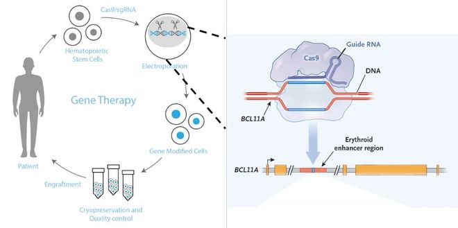 5年新生！邦耀生物全球首例CRISPR治愈β0β0型重度地貧患兒健康生活超5年(圖3)